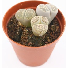 Serada Decor Plant Lithops Taş Kaktüs