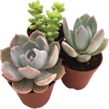 Serada Decor Plant Sukulent Kaktüs Seti 3 Adet