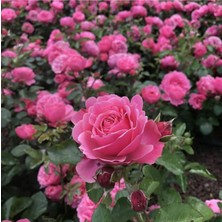 Serada Decor Plant Saksılı Kokulu Pembe Gül Fidanı