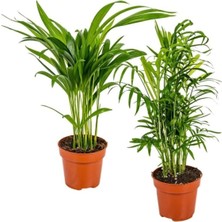 Serada Decor Plant Areka & Dağ Palmiyesi Set 2 Adet 15-30 cm