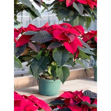 Serada Decor Plant Videolu Atatürk Çiçeği (20 40 Cm) 1 Adet Saksılı Hediyelik Canlı Bitki Poinsettia