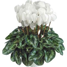 Serada Decor Plant Canlı Sıklamen Beyaz Rengi Büyük Boy Cyclamen