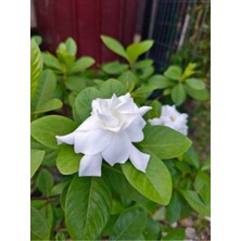 Serada Decor Plant Videolu 1 Adet Çiçekli Mis Kokulu Gardenya Çiçeği 20-30 cm Saksılı Iç Mekan Bitkileri Gardenia