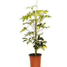 Serada Decor Plant Videolu Alacalı Şeflera Tek Gövdeli ( 50 70 Cm)1 Adet Saksılı Ofis Iç Mekan Bitkisi Schefflera