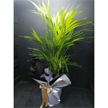 Serada Decor Plant Areka Palmiyesi Salon ve Ofis Bitkisi Hediye Paketli + Hediye Notlu