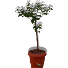 Serada Decor Plant Limon Ağacı Fidanı Saksılı Bodur Yediveren Mayer