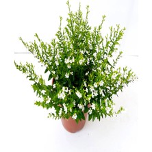 Serada Decor Plant Videolu Beyaz Kufeya Çiçeği (20 40 Cm)1 Adet Saksılı Çiçekli Bodur Bitki Cuphea Hyssopifolia