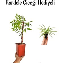 Serada Decor Plant Mor Salkım Çiçeği Fidanı Sevgililer Gününe Özel Kurdele Çiçeği Hediyeli