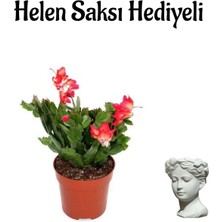 Serada Decor Plant Hediyelik Kırmızı Yılbaşı Çiçeği Sevgililer Gününe Özel Helen Saksı Hediyeli