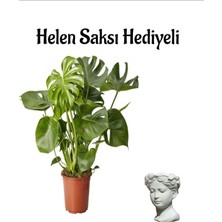 Serada Decor Plant Geniş Yapraklı Deve Tabanı Bitkisi Sevgililer Gününe Özel Helen Saksı Hediyeli