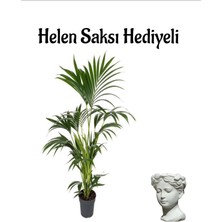 Serada Decor Plant Areka Salon Palmiyesi Bitkisi(Areca Paplm) Sevgililer Gününe Özel Helen Saksı Hediyeli
