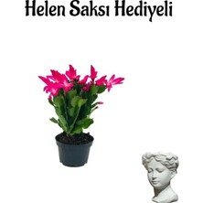 Serada Decor Plant Hediyelik Pembe Yılbaşı Çiçeği Sevgililer Gününe Özel Helen Saksı Hediyeli