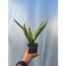 Serada Decor Plant Videolu Kılıç Çiçeği (20 30 Cm)1 Adet Saksılı Iç Mekan Bitkisi Gladiolus