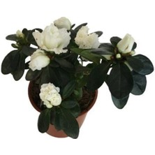 Serada Decor Plant Beyaz Açelya Çiçeği