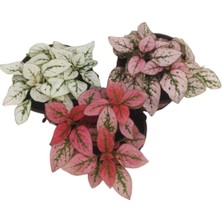 Serada Decor Plant 3'lü Minyatür Fittonya 3 Farklı Renk