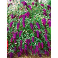 Serada Decor Plant Kelebek Çalısı 40-60 cm - Buddleja Davidii