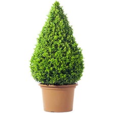 Serada Decor Plant Videolu Bahçe Dekorasyonun Vazgeçilmezi Şimşir Fidanı (30 45CM)1 Adet Saksılı Buxus