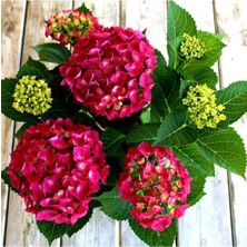 Serada Decor Plant Videolu 1 Adet Kırmızı Renk Ortanca Çiçeği Fidanı 30-60 cm Saksılı Çiçekli Bodur Bitkiler Hydrangea