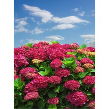 Serada Decor Plant Videolu 1 Adet Kırmızı Renk Ortanca Çiçeği Fidanı 30-60 cm Saksılı Çiçekli Bodur Bitkiler Hydrangea