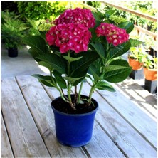 Serada Decor Plant Videolu 1 Adet Kırmızı Renk Ortanca Çiçeği Fidanı 30-60 cm Saksılı Çiçekli Bodur Bitkiler Hydrangea