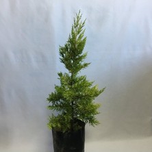 Serada Decor Plant Tüplü Limoni Servi Fidanı 4 Adet Boy 50-60CM