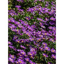 Serada Decor Plant Videolu Kabristan Mezarlık Çiçeği (10 20 Cm)10 Adet Tüplü Mezarlık Bitkisi Drosanthemum Floribundum