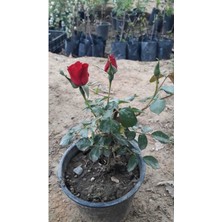 Serada Decor Plant Videolu Yediveren Canlı Kırmızı Renkli (40 55 Cm) 1 Adet Aşılı Gül Red Rose