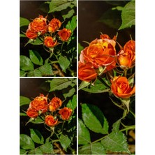 Serada Decor Plant Videolu Yediveren Narçiçeği Rengi (30 50 Cm) 3 Adet Saksılı Aşılı Gül Pomegranate Rose