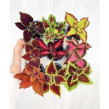 Serada Decor Plant Videolu 9'lu Karışık Mini Yaprak Güzeli Çiçeği 10-15 cm Tüplü Çiçekli Plectranthus Scutellarioides