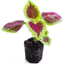 Serada Decor Plant Videolu 9'lu Karışık Mini Yaprak Güzeli Çiçeği 10-15 cm Tüplü Çiçekli Plectranthus Scutellarioides