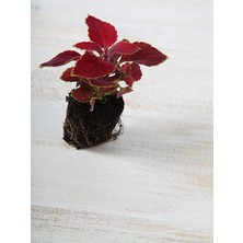 Serada Decor Plant Videolu 9'lu Karışık Mini Yaprak Güzeli Çiçeği 10-15 cm Tüplü Çiçekli Plectranthus Scutellarioides