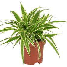 Serada Decor Plant Kurdele Çiçeği