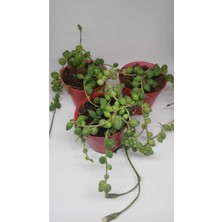 Serada Decor Plant 3'lü Tesbih Çiçeği