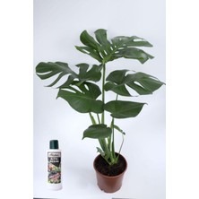 Serada Decor Plant Deve Tabanı Çiçeği Besin Hediyeli Monstera Deliciosa