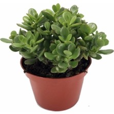 Serada Decor Plant Crassula Ovata, Para Çiçeği, Şans Agaçı Jumbo Bpy