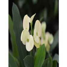 Serada Decor Plant Euphorbia Milii White Dikenler Tacı Beyaz Ev Ofis Salon Iç Mekan Bitkisi - 25 cm