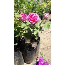 Serada Decor Plant Gerçek Isparta Gülü