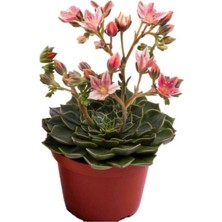Serada Decor Plant Graptopetalum Bellum Sukulent 5.5.cm Kaktüs Saksısındadır (Çiçeksizdir)