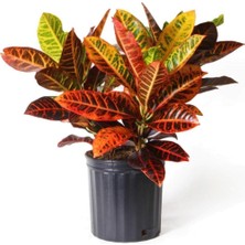Serada Decor Plant Kraton Bitkisi 60 cm Boy Croton Kroton Ev Bitkisi Ofis Bitkisi Salon Bitkisi