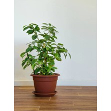 Serada Decor Plant Videolu Gardenya Çiçeği (25 45 Cm)1 Adet Saksılı Ev Ofis Iç Mekan Bitkisi Gardenia