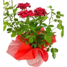 Serada Decor Plant Gül Roses Ithal Hediye Paketinde + Hediye Notu