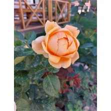 Serada Decor Plant Videolu 1 Adet Canlı Turuncu Bodur Gül Fidanı 20-40 cm Tüplü Çiçekli Bodur Bitkiler Orange Rose