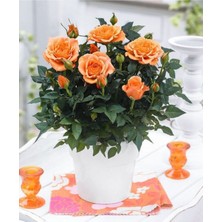 Serada Decor Plant Videolu 1 Adet Canlı Turuncu Bodur Gül Fidanı 20-40 cm Tüplü Çiçekli Bodur Bitkiler Orange Rose