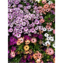 Serada Decor Plant Videolu Bodrum Papatyası (25 35 Cm)2 Adet Karışık Renkler Saksılı Papatya Gazanya