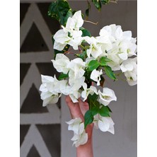 Serada Decor Plant Videolu Beyaz Begonvil Çiçeği (40 60 Cm)1 Adet Saksılı Çiçekli Iç/ Dış Mekan Bitkisi Bougainvillea