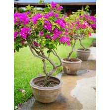 Serada Decor Plant Videolu Çalı Begonvil Pembe Dolgun Ürün (20 60 Cm)1 Adet Saksılı Çiçekli Iç/ Dış Mekan Bougainvillea