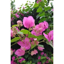 Serada Decor Plant Begonvil Çiçeği Bitkisi Pembe Bougainvillea