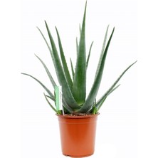 Serada Decor Plant Aloe Vera Bitkisi 30 40 cm Sarı Sabır Bitkisi Ev Bitkisi