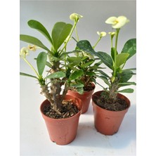 Serada Decor Plant Euphorbia Milii Sarı(Dikenler Tacı)Çiçeği 8.5cm Saksıda