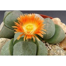 Serada Decor Plant Pleiospilos Nelii Lithops Turuncu Çiçek Açan Taş Kaktüs(Yaşayan Taşlar)